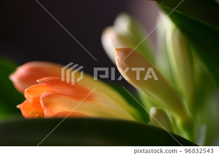 Cute orchid flowers and buds close-up composition Cute orchid flowers and buds close-up composition 96832543