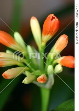 Cute orchid flowers and buds close-up composition 96832552