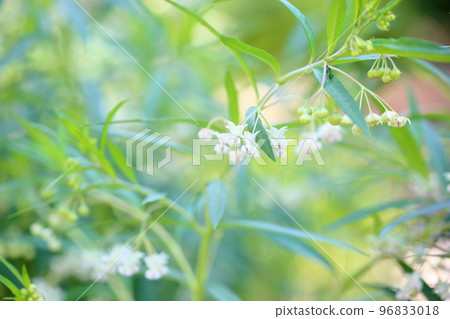 Fuchsia towata flowers Fuchsia towata flowers 96833018