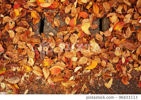 Fallen leaves piled up on the gutter cover Fallen leaves piled up on the gutter cover 96833113