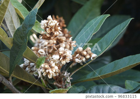 深秋開花的小白枇杷花 深秋開花的小白枇杷花 96833115
