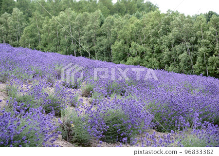 富田農場花園(薰衣草)/北海道富良野市 富田農場花園(薰衣草)/北海道富良野市 96833382
