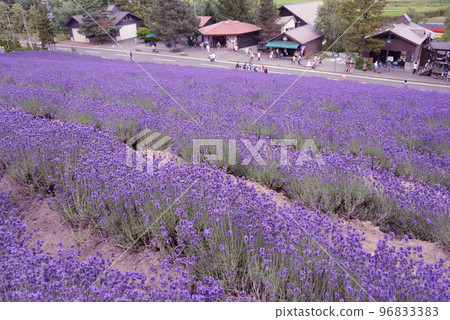 富田農場花園(薰衣草)/北海道富良野市 富田農場花園(薰衣草)/北海道富良野市 96833383
