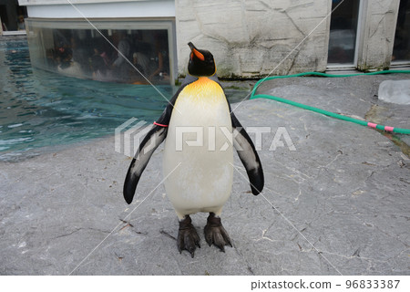 企鵝王（旭山動物園）/北海道旭川市 96833387