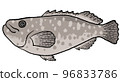 巨石斑魚 96833786