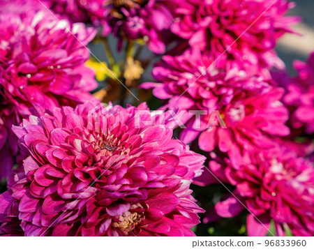 Close up shot of Chrysanthemum flower blossom in Lou Lim Ioc Garden 96833960