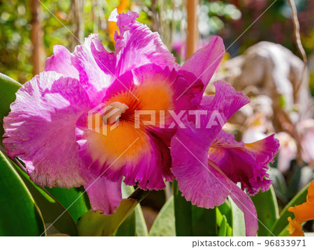 Close up shot of orchid flower blossom in Lou Lim Ioc Garden 96833971