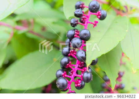 Youshuyama pokeweed at the campsite 96834022