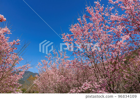 Sunny view of the beautiful cherry blossom in Wuling Farm Sunny view of the beautiful cherry blossom in Wuling Farm 96834109