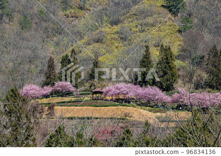 Sunny view of the beautiful cherry blossom in Wuling Farm 96834136