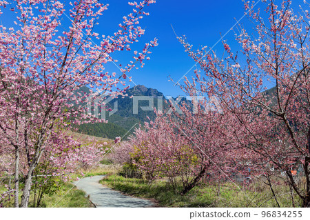 Sunny view of the beautiful cherry blossom in Wuling Farm Sunny view of the beautiful cherry blossom in Wuling Farm 96834255