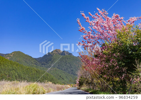Sunny view of the beautiful cherry blossom in Wuling Farm Sunny view of the beautiful cherry blossom in Wuling Farm 96834259