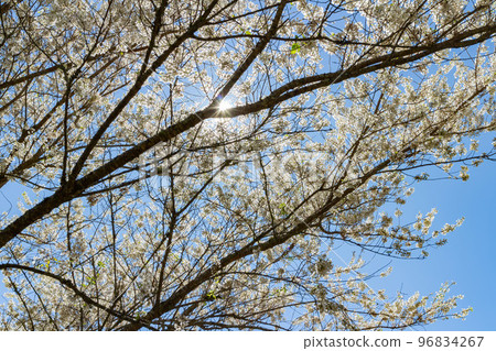 Sunny view of the beautiful pear tree blossom in Wuling Farm 96834267