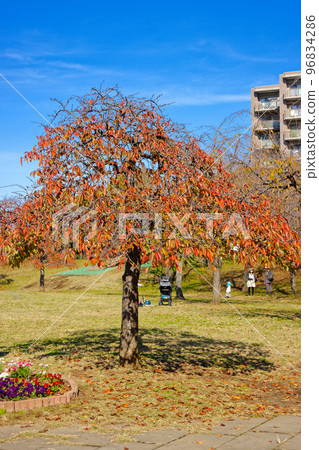 Autumn leaves and blue sky of forest trees in Ogunohara Park 96834286