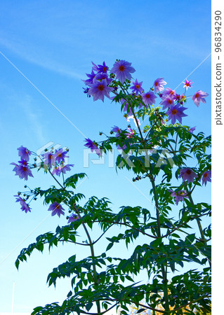 天皇大麗花 小國原公園 96834290