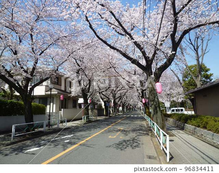Cherry blossoms along Fuchu Sakura Street (Fuchu City, Tokyo) 96834411