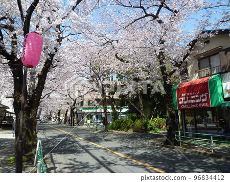 Cherry blossoms along Fuchu Sakura Street (Fuchu City, Tokyo) 96834412