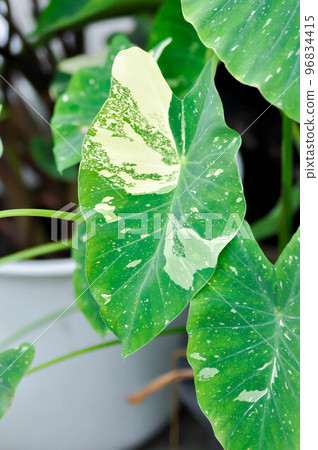 Colocasia White Lava or Colocasia variegated Colocasia White Lava or Colocasia variegated 96834415