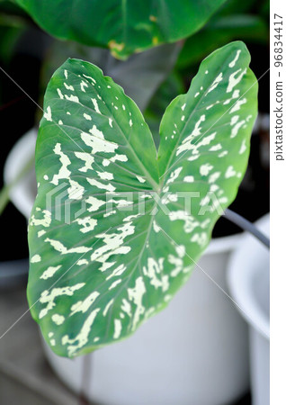 Colocasia Esculenta Hilo Beauty,Colocasia or Esculenta Hilo or Colocasia bicolor 96834417