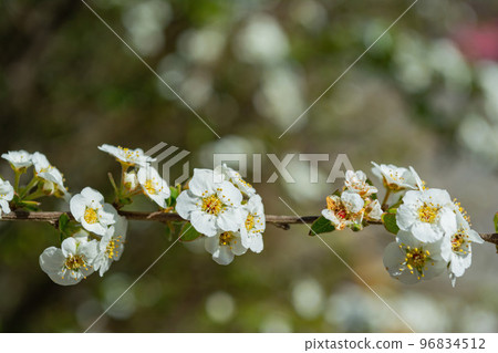 Sunny view of the beautiful cherry blossom 96834512