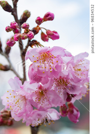 Sunny view of the beautiful cherry blossom Sunny view of the beautiful cherry blossom 96834532
