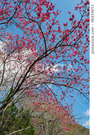 Sunny view of the beautiful cherry blossom 96834651