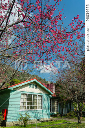 Sunny view of the beautiful cherry blossom Sunny view of the beautiful cherry blossom 96834653