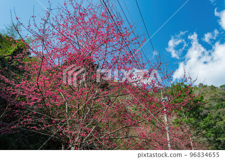 Sunny view of the beautiful cherry blossom 96834655