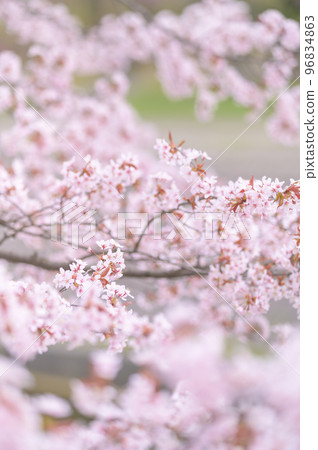Cherry blossoms in full bloom (simultaneous shooting with cinematic video) 96834863