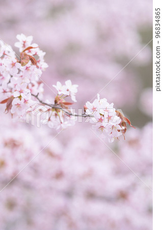 Cherry blossoms in full bloom (simultaneous shooting with cinematic video) Cherry blossoms in full bloom (simultaneous shooting with cinematic video) 96834865