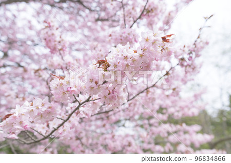 Cherry blossoms in full bloom (simultaneous shooting with cinematic video) Cherry blossoms in full bloom (simultaneous shooting with cinematic video) 96834866