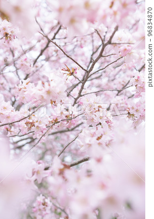 Cherry blossoms in full bloom (simultaneous shooting with cinematic video) Cherry blossoms in full bloom (simultaneous shooting with cinematic video) 96834870