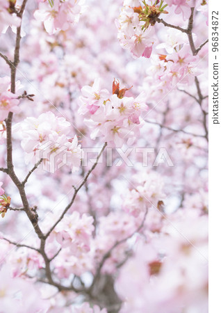 Cherry blossoms in full bloom (simultaneous shooting with cinematic video) Cherry blossoms in full bloom (simultaneous shooting with cinematic video) 96834872