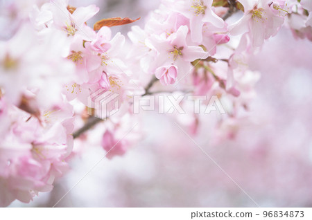 Cherry blossoms in full bloom (simultaneous shooting with cinematic video) Cherry blossoms in full bloom (simultaneous shooting with cinematic video) 96834873