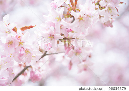 Cherry blossoms in full bloom (simultaneous shooting with cinematic video) Cherry blossoms in full bloom (simultaneous shooting with cinematic video) 96834879