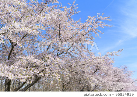 Row of Yoshino cherry trees in full bloom and blue sky 96834939