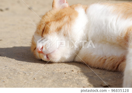 A cat that takes a nap A cat that takes a nap 96835128