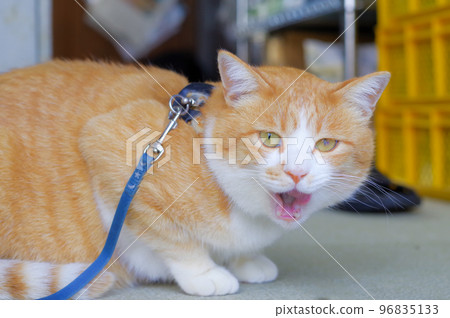 old domestic cat old domestic cat 96835133