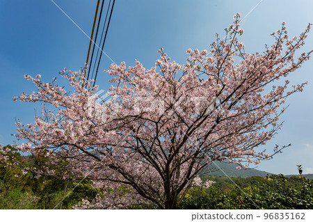 Sunny view of cherry blossom in Yangmingshan National Park 96835162