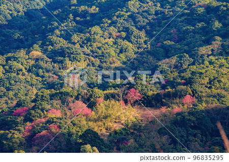 Sunny view of cherry blossom in Yangmingshan National Park Sunny view of cherry blossom in Yangmingshan National Park 96835295