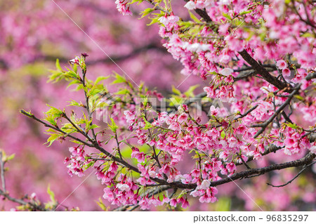 Sunny view of cherry blossom in Yangmingshan National Park 96835297
