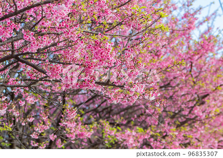 Sunny view of cherry blossom in Yangmingshan National Park 96835307