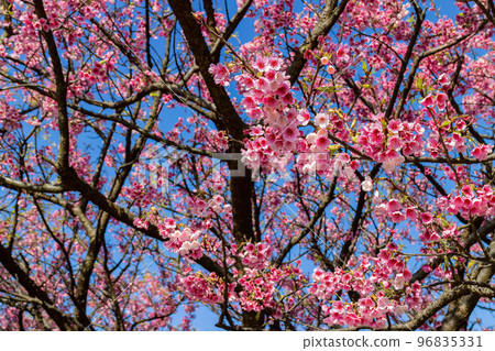 Sunny view of cherry blossom in Yangmingshan National Park 96835331