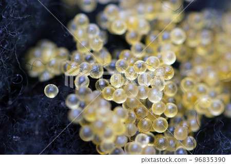 大量觀賞青鱂魚卵的宏觀特寫攝影，它們放置在由黑色纖維製成的人工產卵床上。 96835390
