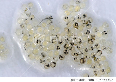 在培養皿中的白色背景上人工收集的印度 medaka 卵的宏觀特寫攝影。 96835392