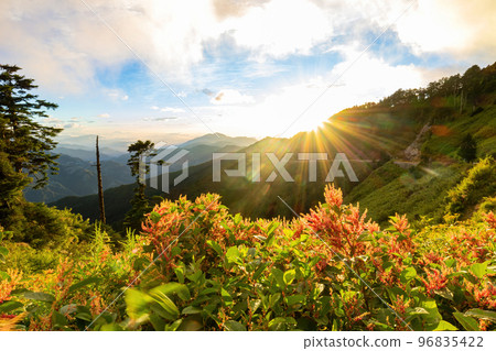 Rumex Flower blossom in the Hehuanshan mountain Rumex Flower blossom in the Hehuanshan mountain 96835422