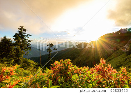 Rumex Flower blossom in the Hehuanshan mountain 96835423