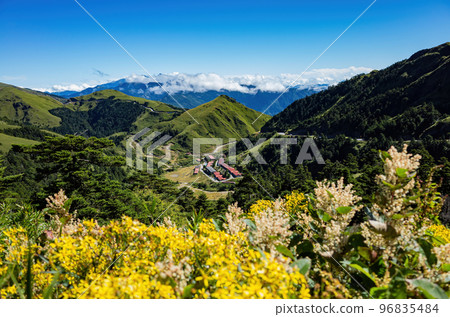 Yellow Flower blossom in the Hehuanshan mountain 96835484