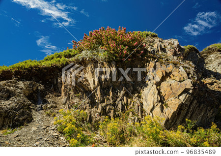 Flower blossom in the Hehuanshan mountain Flower blossom in the Hehuanshan mountain 96835489