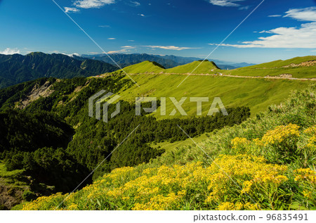Yellow Flower blossom in the Hehuanshan mountain Yellow Flower blossom in the Hehuanshan mountain 96835491